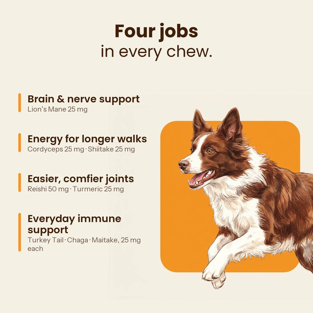 Four benefits of Kovah Mushroom Chews with mushroom doses
