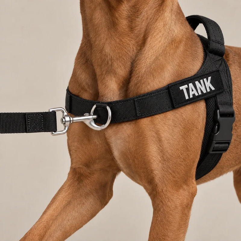 The leash clipped to the front chest ring of the Kovah harness