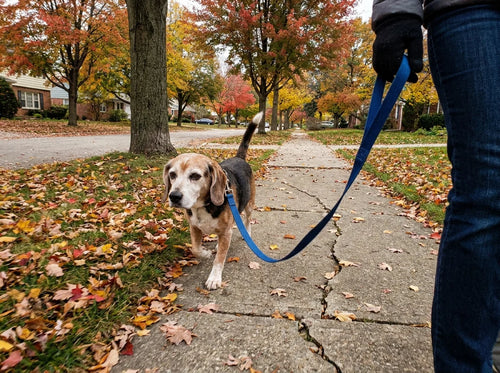 Senior beagle walking on an autumn sidewalk