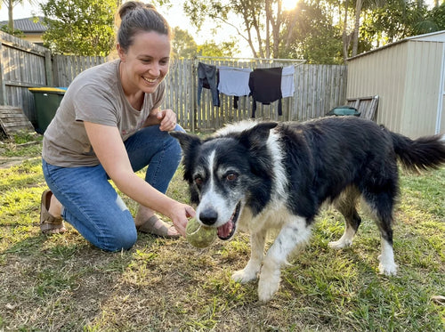Border Collie playing ball with its owner in the backyard