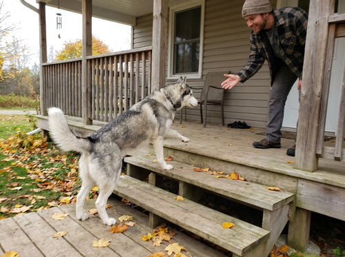 Husky climbing porch steps
