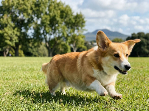 Corgi running in a park