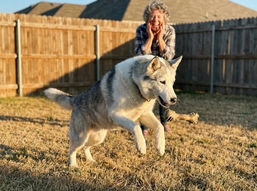 Old husky jumping in the backyard