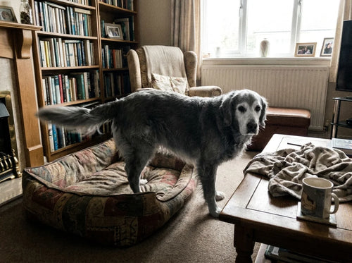 Senior Golden Retriever getting up from its bed