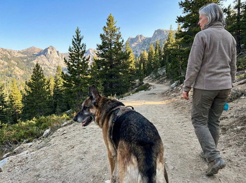 German Shepherd walking on a mountain trail with its owner