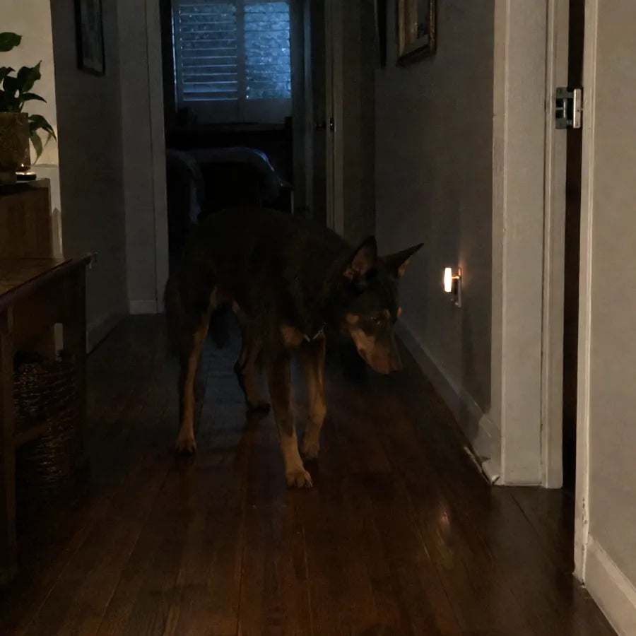 Kelpie up and wandering the hallway at night
